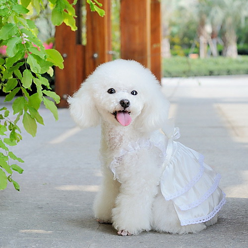 простое чистое белое свадебное платье кружевами для собак ()