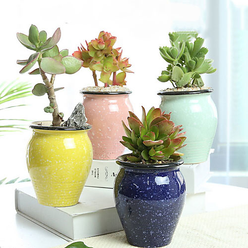 6 Pack Small Succulent Flower Pot Ceramic Special Offer Clearance Succulent Plant Stoneware Retro Vegetarian Burning Creative Personality Small Flower Pot Large Caliber
6 Pack Small Succulent Flower Pot Ceramic Special Offer Clearance Succulent Plant Stoneware Retro Vegetarian Burning Creative Personality Small Flower Pot Large Caliber