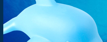 Cute LED Dolphin Light